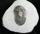 Bargain Platyscutellum Trilobite From Morocco / #7817-3
